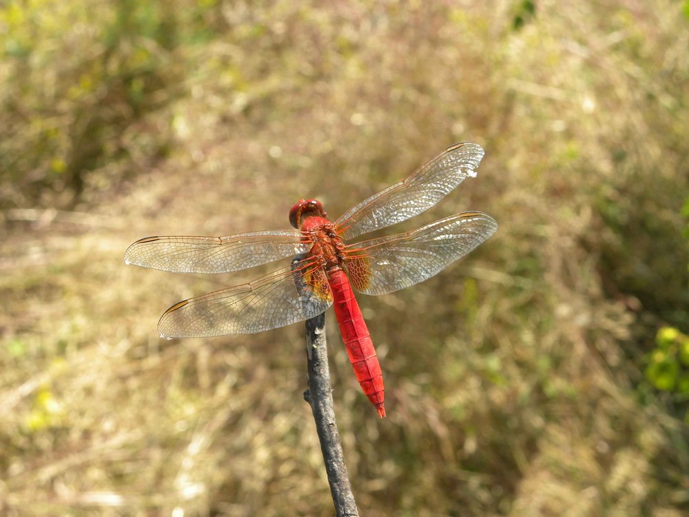 Dragonflies of Bulgaria
